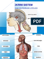 Endokrinianatomijafiziologija 140516114650 Phpapp01