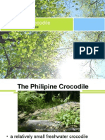 Philippine Crocodile: Crocodylus Mindorensis