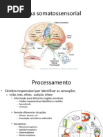 Aula 6 Sistema Sensorial