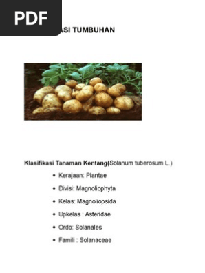 Klasifikasi solanum tuberosum