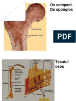 Sistemul Osos