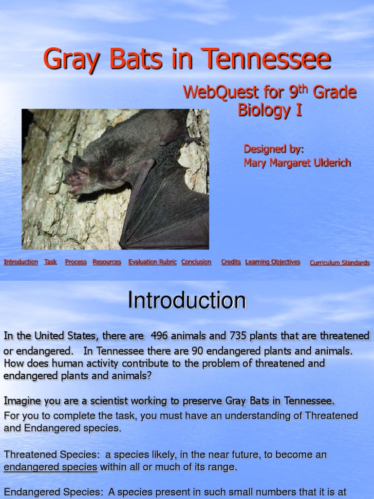 gray bats in tennessee Endangered Species Ecological Niche Free