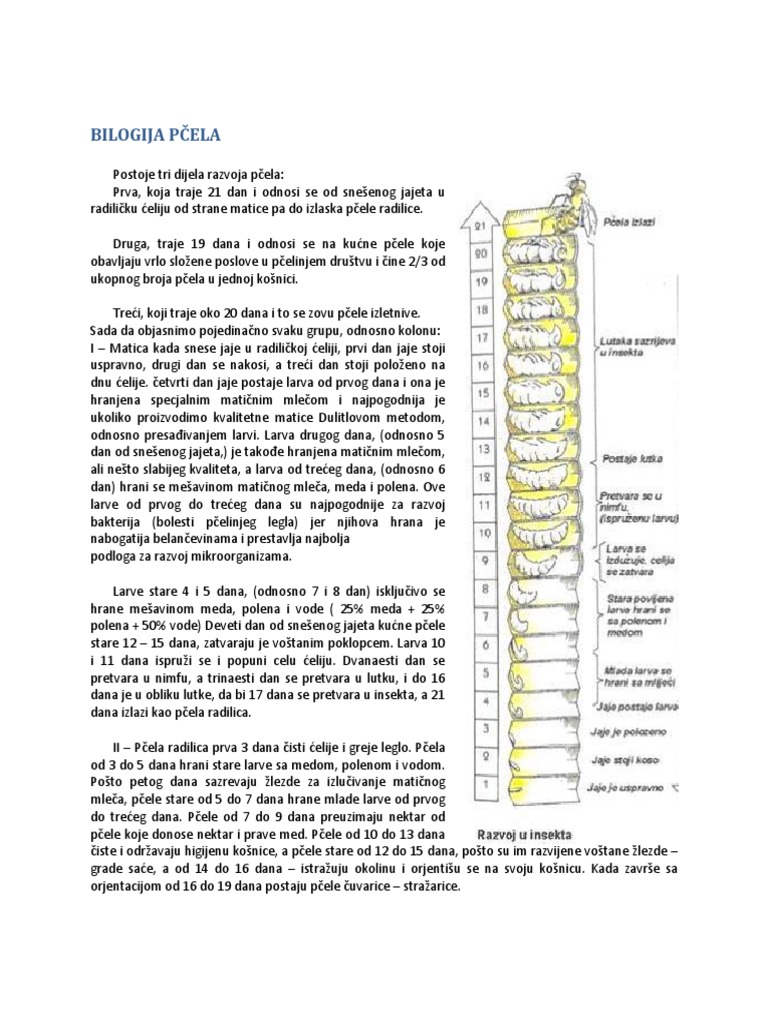 Pčele 02 | PDF