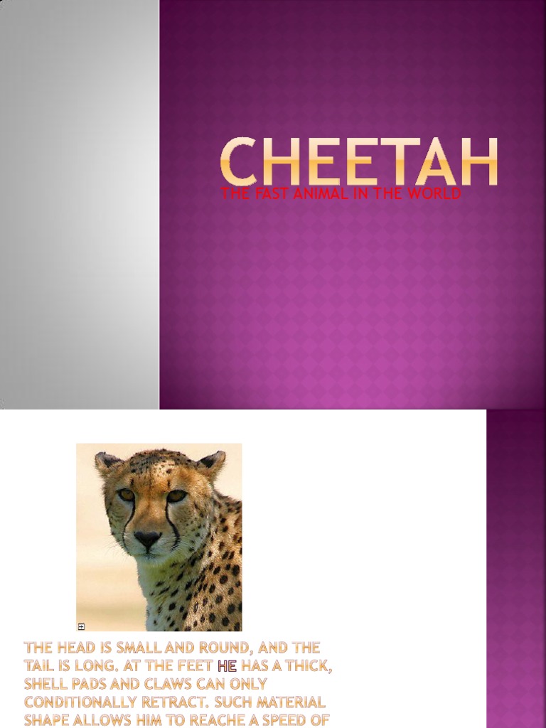 Cheetah Facts for Wildlife Enthusiasts | PDF | General Fiction