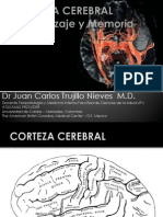 Corteza Cerebral