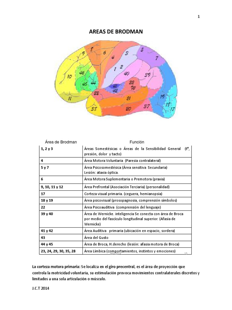 Areas de Brodman Tálamo Cerebro