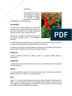 Salvia roja.pdf
