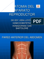 1. Anatomia