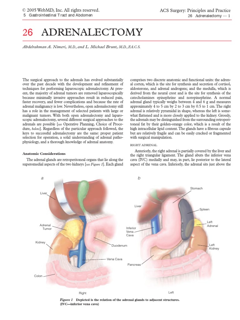 Adrenal Ectomy Adrenal Gland Kidney