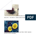 Newcastle University Team Sea Urchin Toni Petrovic Collects Carbon Dioxide