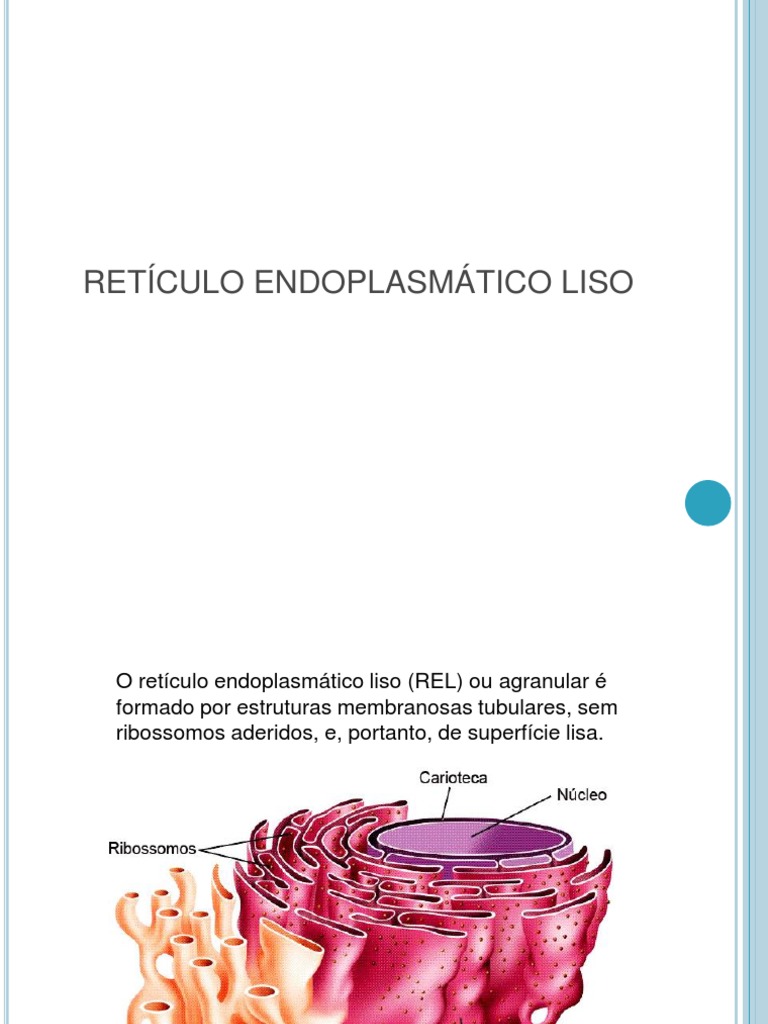Retículo Endoplasmático Liso | PDF | Retículo endoplasmático | Diabetes ...