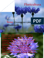 Centaurea Cyanus