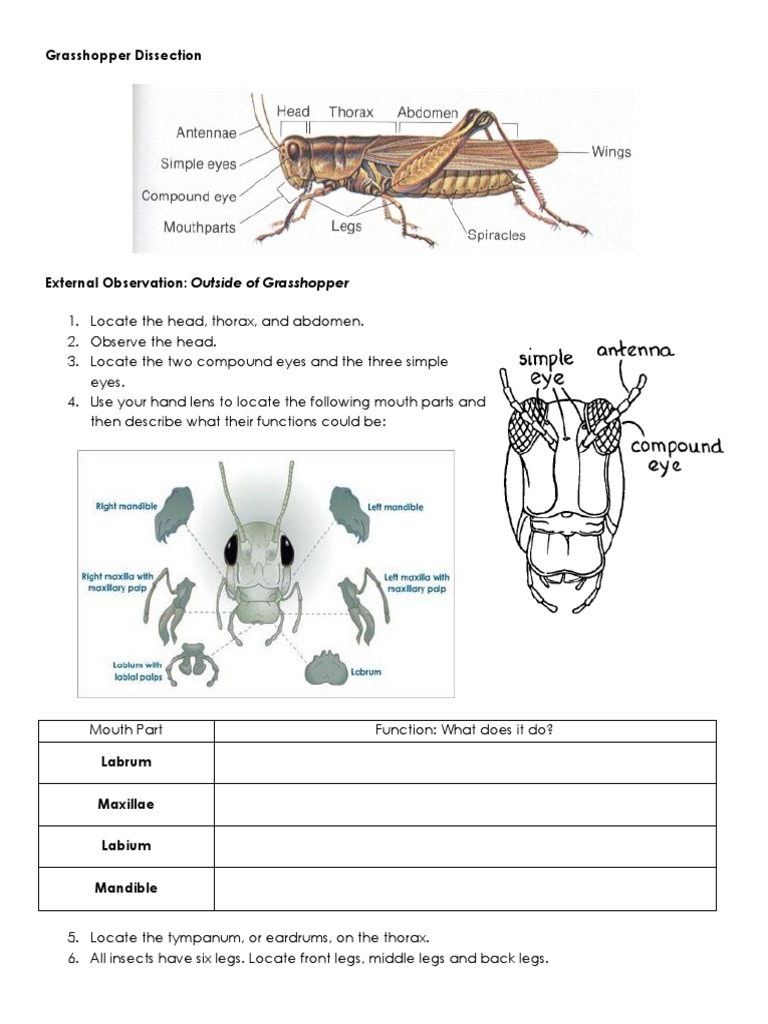 03b dissection Insects Abdomen
