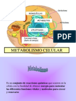 Metabolismo Enzimas