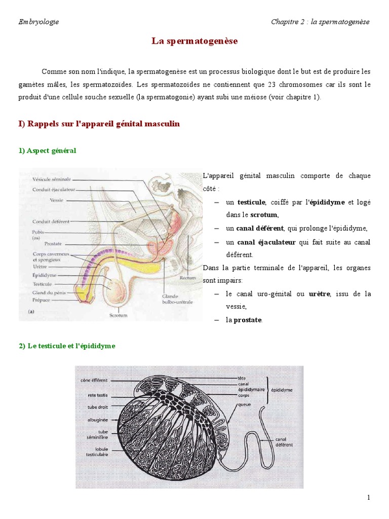 A Quoi Equivaut Un Coup Dans Les Testicules