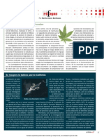 La Marihuana en El Cerebro.