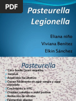 Pasteurella