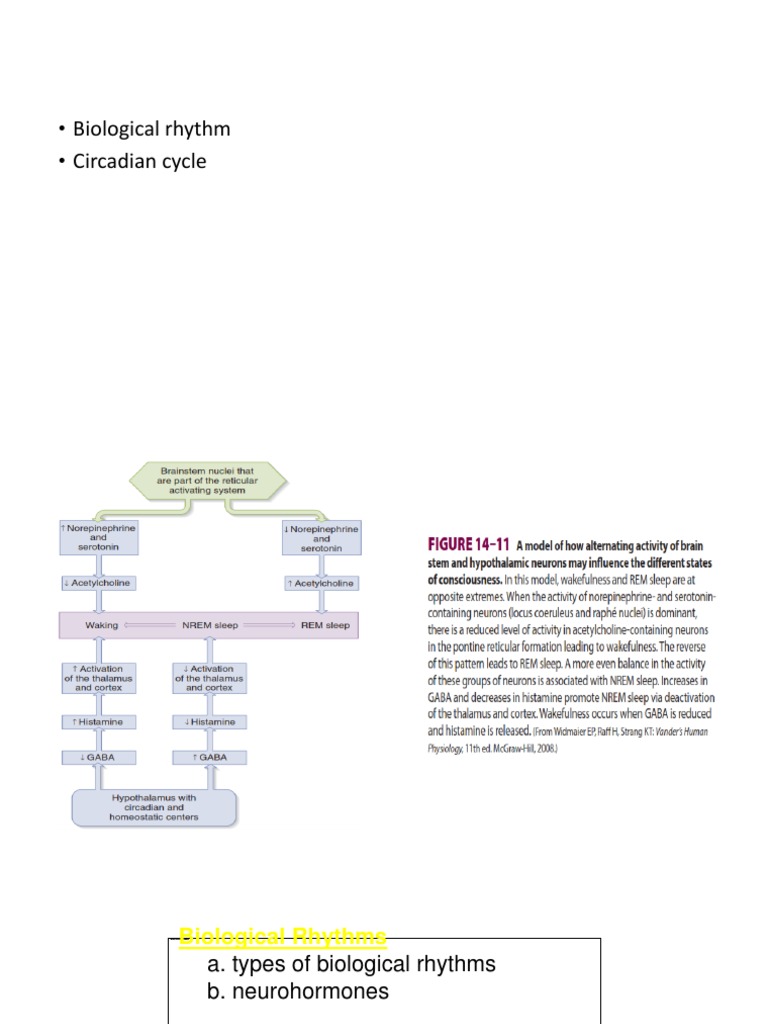 Understanding Biological Rhythms and Sleep | PDF | Rapid Eye Movement ...