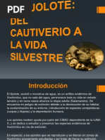 Presentacion Ajolote Ambystoma Mexicanum