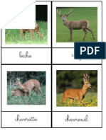 Nomenclature Famille Animaux Forêt (24cartes-10x13.5cm-6 Pages)