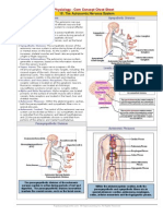 Autonomic Nervous System Cheat Sheet - Key Terms & Divisions