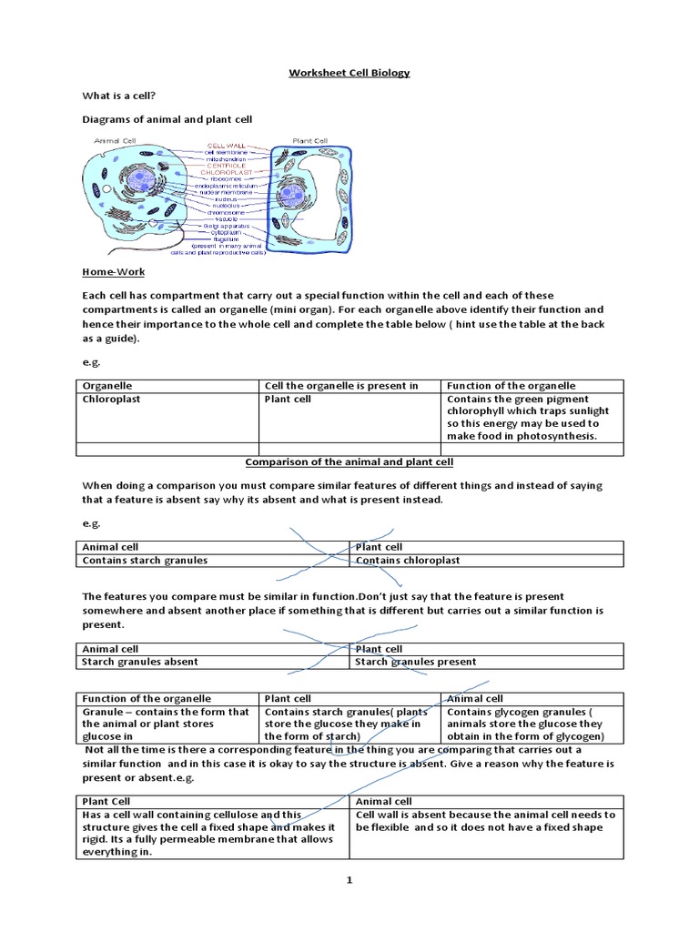 Cell Biology Worksheet Blank4 | Osmosis | Solution