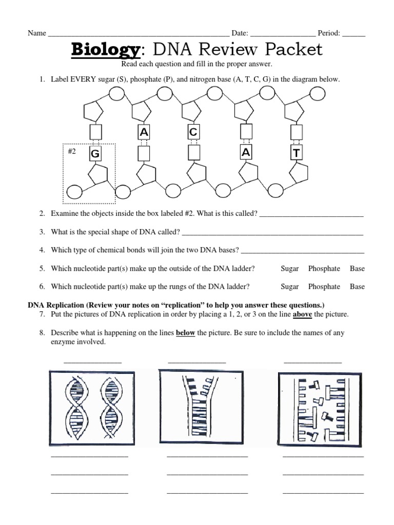 dna review packet updated | Translation (Biology) | Dna