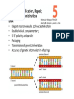 Presentation7 DNA Replication PDF