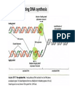 Presentation9 Enzymes involving in DNA  replication.pdf
