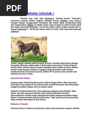 Acinonyx Jubatus Singa Padang Rumput