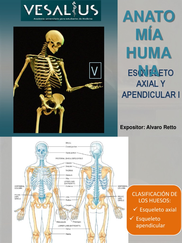 Anatomía del Esqueleto Axial y Apendicular | PDF | Vértebra | Tórax