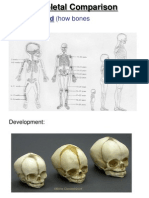 skeletal comparison powerpoint
