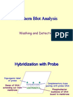 Southern Blot Analysis: Washing and Detection