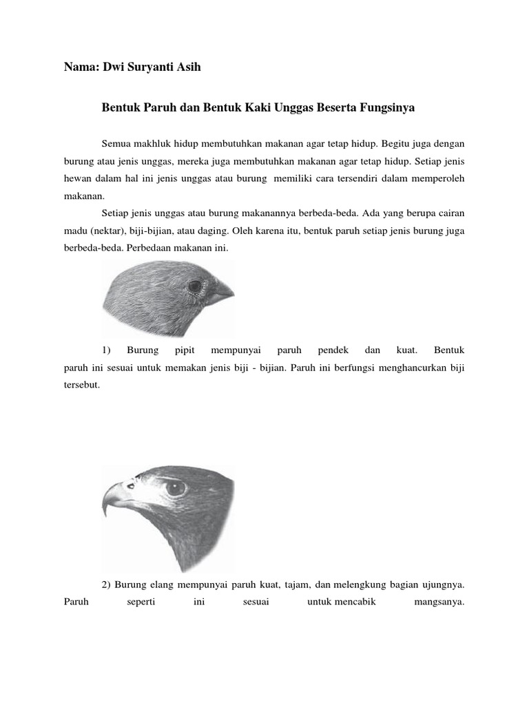 Asih Bentuk Paruh Dan Bentuk Kaki Unggas Beserta Fungsinya Docx