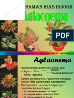 Aglonema