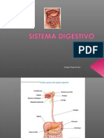11. Sistema digestivo