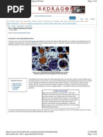 Algae Biodiesel