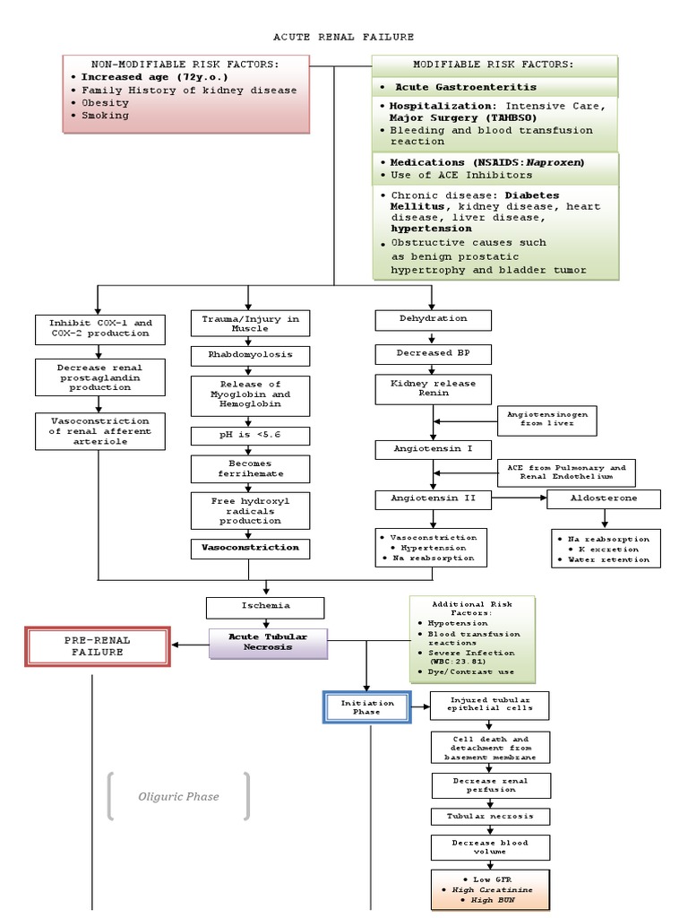 Pathophysiology of Acute Renal Failure PDF Kidney Angiotensin