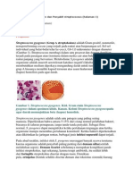 Streptococcus Pyogenes