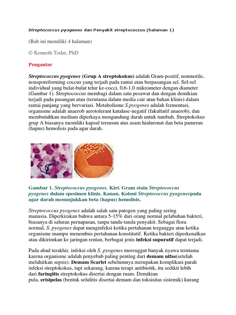 Streptococcus Pyogenes | PDF