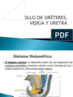 Embrio de Ureteres Vejiga y Uretra