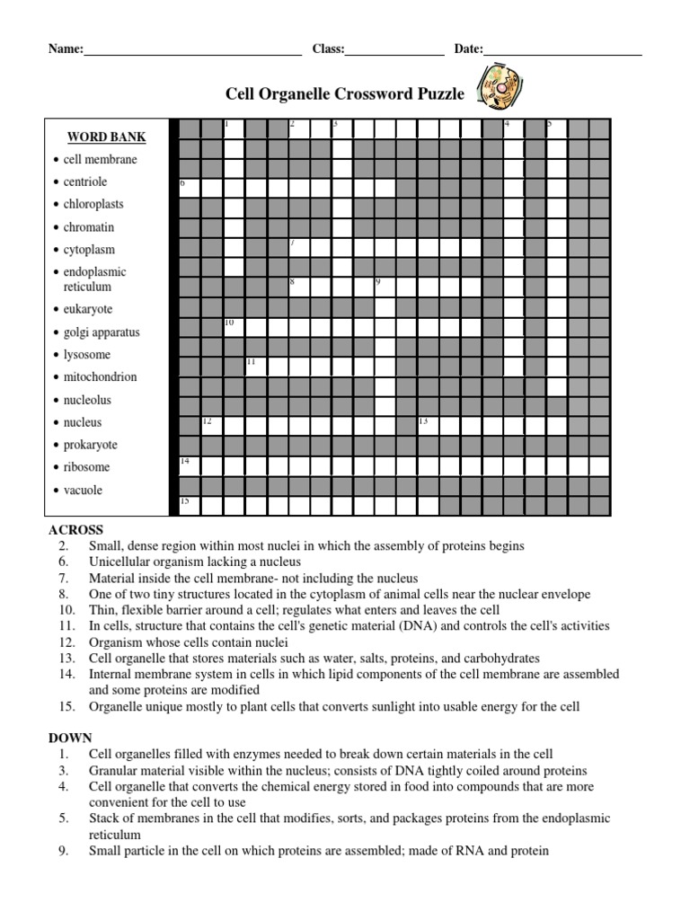 Cell Organelle Crossword Puzzle: A Concise Guide to Key Structures