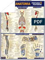 Anatomia Humana - Imagens Explicativas - Resumo - Maria Ignez T-1. Franca - Banner