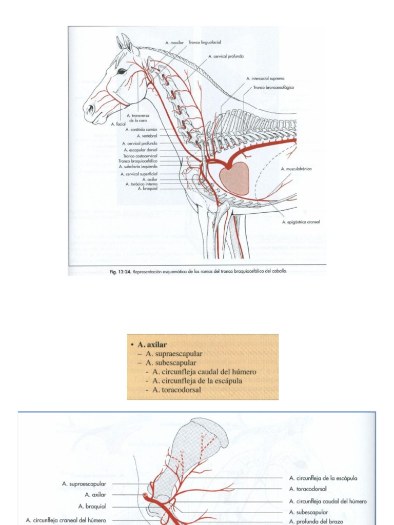 anatomia topográfica del miembro torácico.pdf | Tórax | Hombro