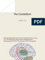 Cerebellum 