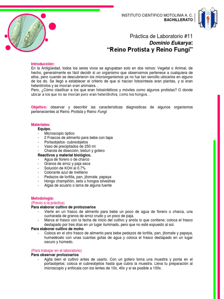 Práctica de Laboratorio 11 | PDF | Hongo | Laboratorios