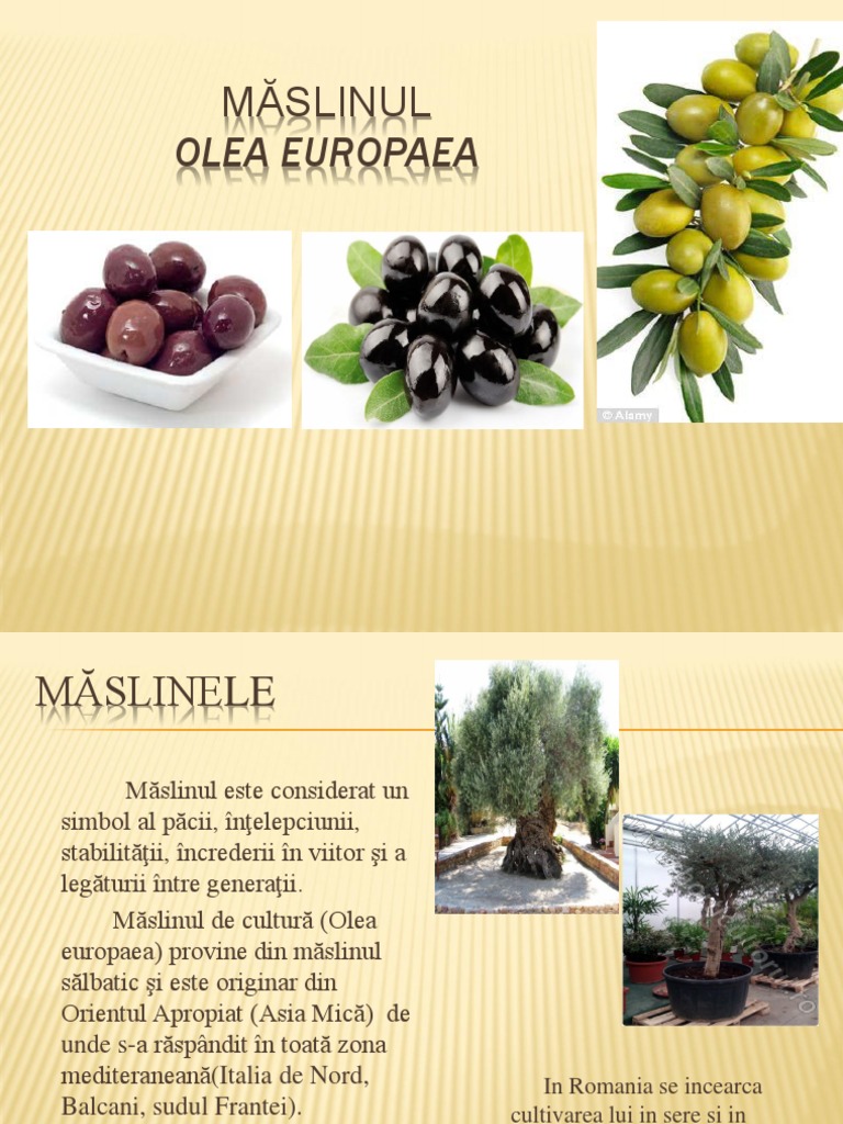 Masline | PDF