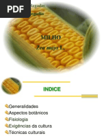 Milho_CET