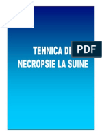 LP Necropsie Suine MV6