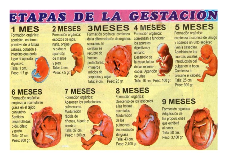 Etapas de La Gestacion | PDF